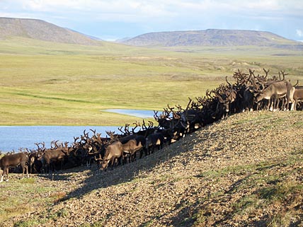 Общая площадь Чукотского АО составляет 72,1 млн га. Из них 39,4 млн га занимают оленьи пастбища.. ФОТО: КОНСТАНТИН САВВА Общая площадь Чукотского АО составляет 72,1 млн га. Из них 39,4 млн га занимают оленьи пастбища.. ФОТО: КОНСТАНТИН САВВА
