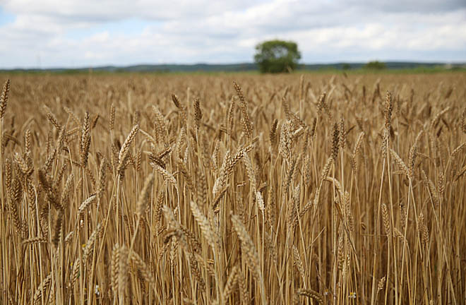 Фото: agro.primorsky.ru