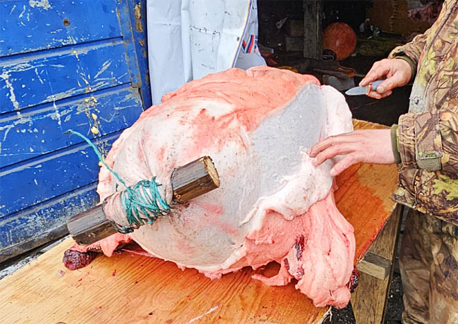Во время обработки шкуру выворачивают и небольшим ножом аккуратно снимают мясо, жилы и сало. При этом очень важно не повредить кожу, чтобы будущий поплавок получился герметичным. ФОТО: ИЗ АРХИВА Валерия КАВАУГЬЕ Во время обработки шкуру выворачивают и небольшим ножом аккуратно снимают мясо, жилы и сало. При этом очень важно не повредить кожу, чтобы будущий поплавок получился герметичным. ФОТО: ИЗ АРХИВА Валерия КАВАУГЬЕ