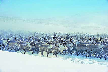 ОЛЕНЕЙ УВОДЯТ ЮЖНЕЕ
