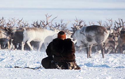 ОЛЕНЕЙ ПО МОРОЗУ БЬЮТ