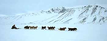 ДЮЖИНА СМЕЛЫХ ДВИНУЛАСЬ ДАЛЬШЕ