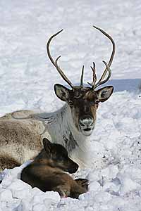 ОСТАТЬСЯ В ЖИВЫХ