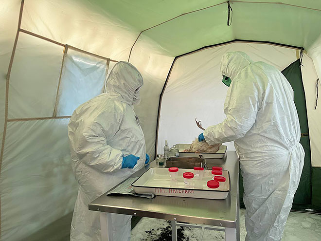 «Легенда» о гриппе пернатых