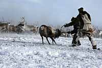 ПОРАБОТАЕМ БЕЗ ЛЕНИ – БУДЕТ МЯСО ИЗ ОЛЕНЯ