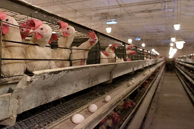 На Чукотке расширили поддержку производителей мясной и молочной продукции и ограничили наценку на яйца