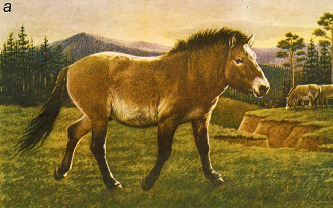 От степей Берингии до ленских берегов