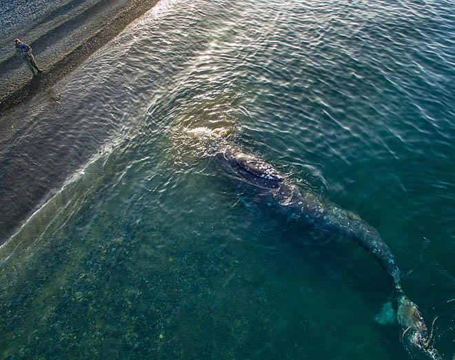 Донные «пахари