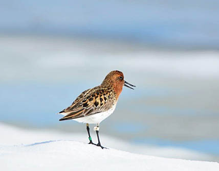 УЛЕТАЛИ, ЧТОБЫ ВЕРНУТЬСЯ