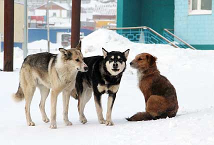 СОБАЧЬЯ ЖИЗНЬ  В ЗАКОНЕ