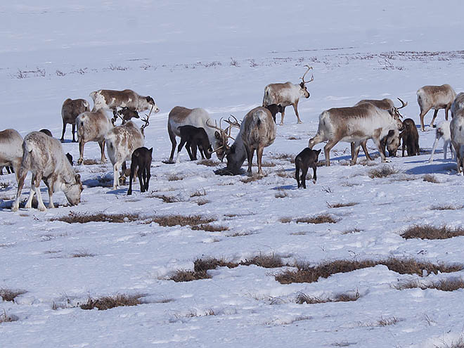 Бригады встречают телят