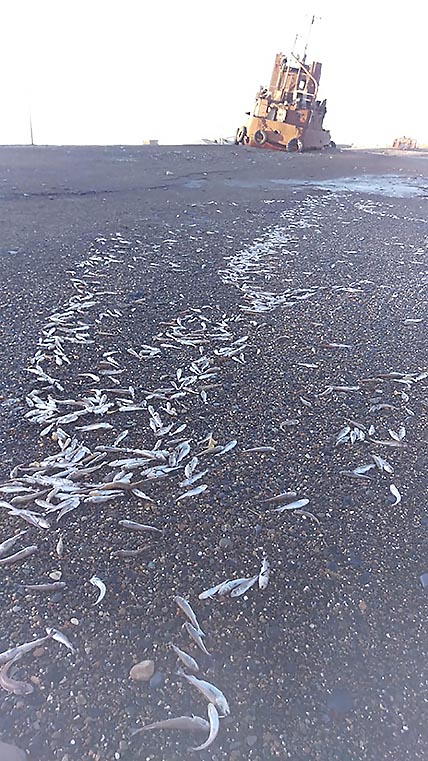 НЕБЫВАЛОЕ ОЖИВЛЕНИЕ В ЛАГУНЕ РЫРКАЙПИЯ