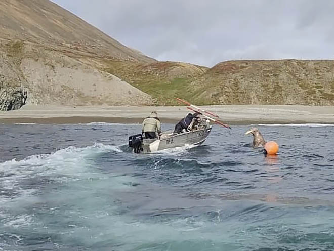 Морзверобои набирают темп