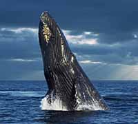 ЛЕГЕНДЫ И РЕАЛИИ