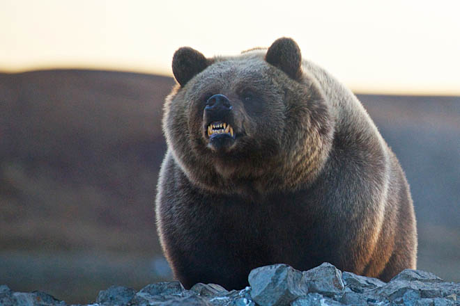 Медведь не справился с оленеводом