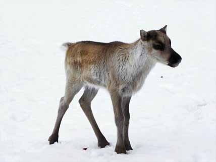 КТО В ОТВЕТЕ ЗА ТЕЛЯТ