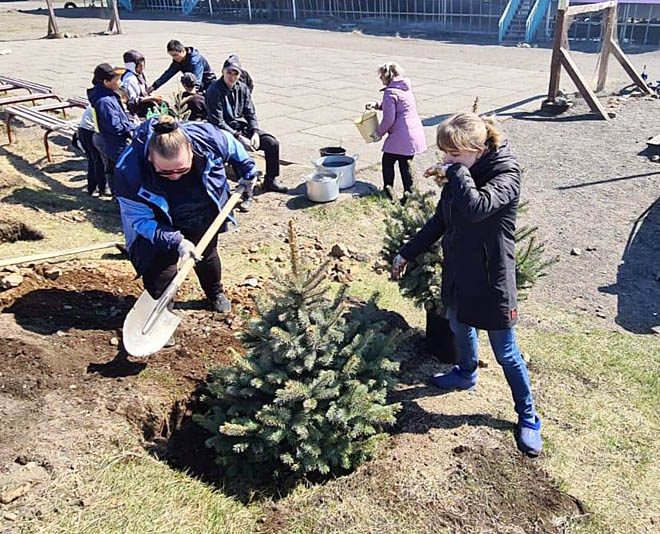Сиреники прирастают голубыми елями