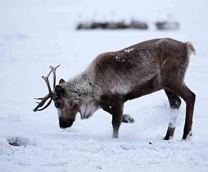 ДОСТУЧАТЬСЯ ДО ЯГЕЛЯ