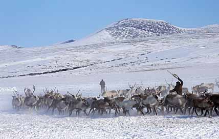 МЯСО ОЛЕНЯ «ПОСПЕЕТ» ОСЕНЬЮ
