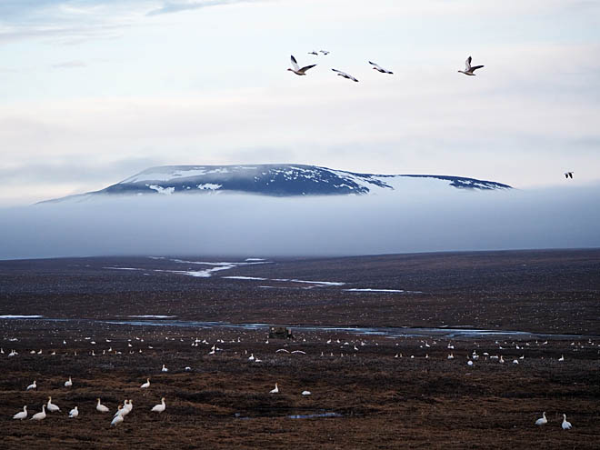 На острове птиц