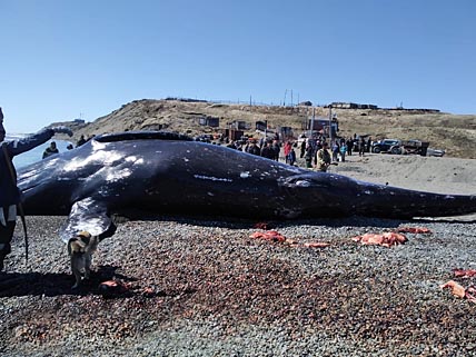 ЛОРИНЦЫ ГОТОВЯТСЯ К «ГРЕНЛАНДЦУ»