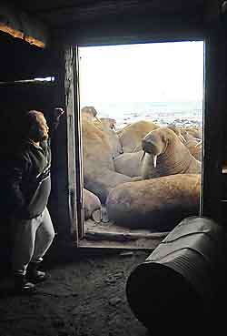 СЕРДЦЕ МОРЖА – НЕ КАМЕНЬ, ОДНАКО…