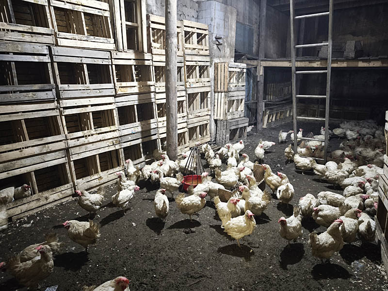 Из Анадыря в Эгвекинот по автозимнику доставили 1,5 тыс. молодых кур-несушек