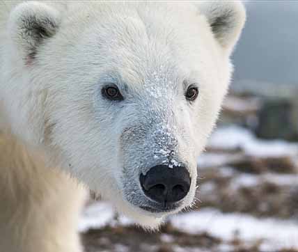 ОТ ЗАПРЕТА К ДОБЫЧЕ