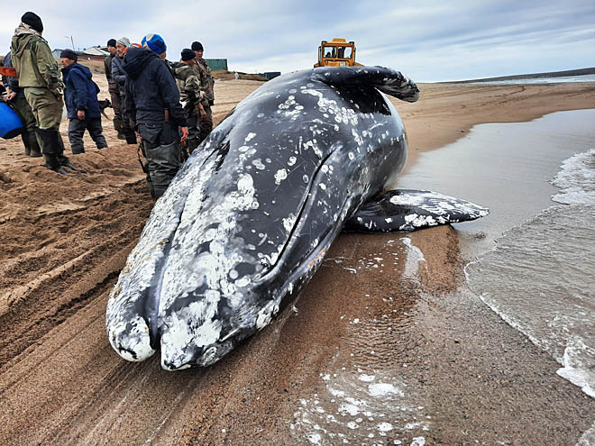 Пахнет – значит занемог