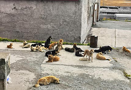 ЧЕТВЕРОНОГИЕ В ЗАКОНЕ