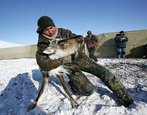 ТУНДРА СТАНЕТ АЛЬТЕРНАТИВОЙ