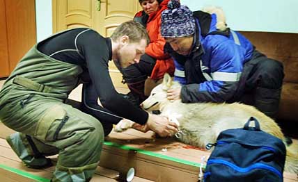 ОН КРАЙНЕ ВАЖЕН ДЛЯ УПРЯЖЕК