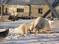 УМКА НАПОМНИЛ, КТО В АРКТИКЕ ХОЗЯИН