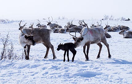 ЧАУН-ЧУКОТКА СЧИТАЕТ ТЕЛЯТ