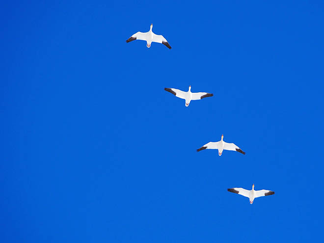 Время доставать бинокли