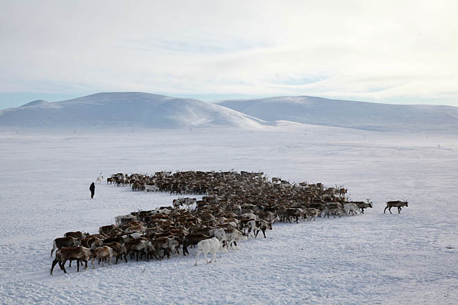 «Амгуэма» поделится молодняком