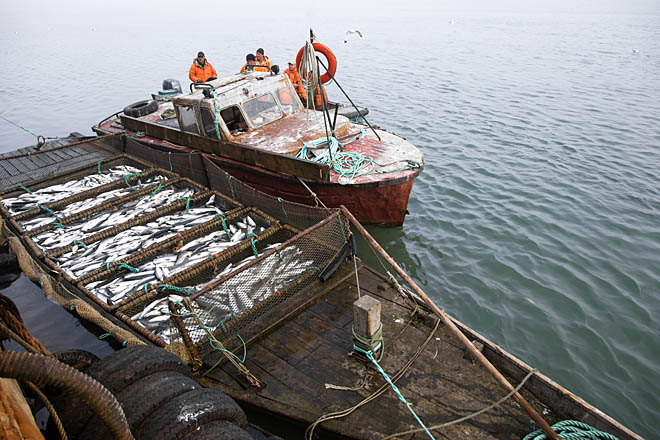 Рыбалку уложили в сроки