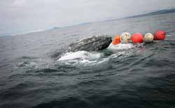 КИТОВАСИЯ ПО-МАРОККАНСКИ