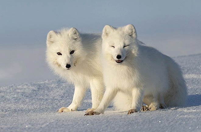 Кочевники ледяной пустыни