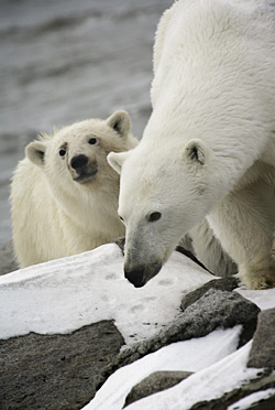 БЕЛЫЙ МЕДВЕДЬ –  В ХОРОШЕЙ ФОРМЕ