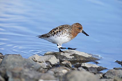 ИЗУЧАЯ, СБЕРЕГАЮТ