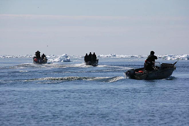 Морзверобои общины «Лорино» добыли девять моржей во время первого выхода в море на лодках