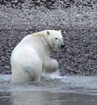 КОСОЛАПЫЕ НЕ ДРЕМЛЮТ!