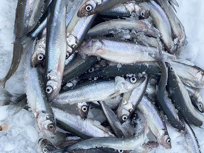 С гольцом и корюшкой