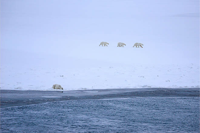 Заповедные хищники