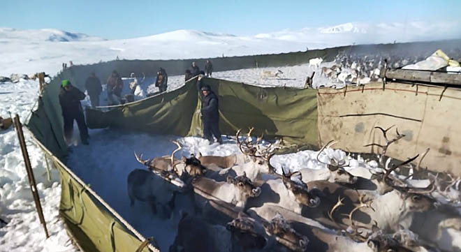 Важенки направо, бычки налево