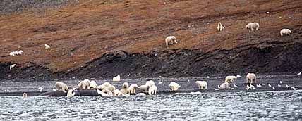 МЕДВЕЖИЙ «БАТАЛЬОН» ВЫШЕЛ НА ТУРИСТОВ