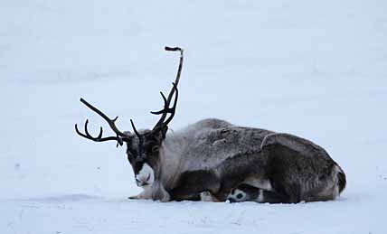 СОВХОЗНЫЕ ОЛЕНИ ПОДВЕЛИ ПОД СТАТЬЮ