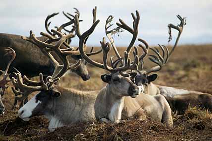 ЭТАЛОННЫЕ ОЛЕНИ «ВОЗРОЖДЕНИЯ»