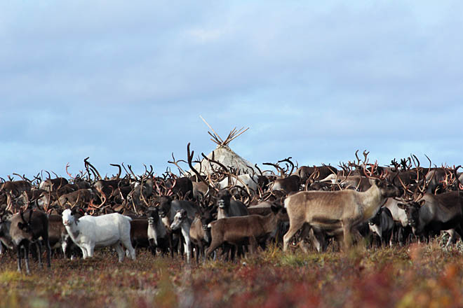 «Чаунское» будет бить
